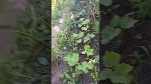 1000052791.mp4 Утренний ритуал в сезон черешни...