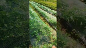 Борьба за клубнику от птиц 11 июня 2026