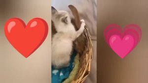 Самое милое на сегодняшний день ❤