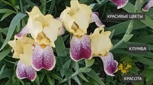 День города. 12 Июня. С Праздником. Городские цветы. Красивая клумба. Пионы. Ирисы. Гвоздики. Цветы