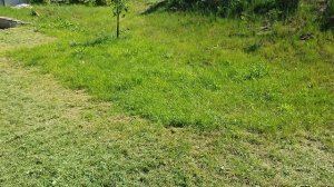 Дела дачные. Собираю василёк для переработки, кошу траву. Первая клубника.
