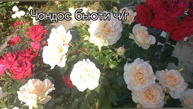 Первая волна цветения роз 4ч. смотреть онлайн