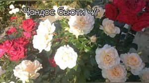 Первая волна цветения роз 4ч.