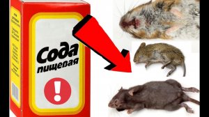Как избавиться от мышей за 03 Секунды!