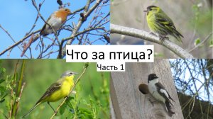 Как называется эта птица? Знакомство с птицами, часть 1