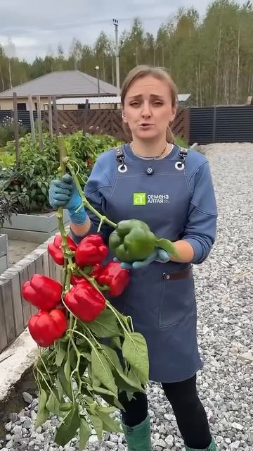 Перец сибирский гигант.