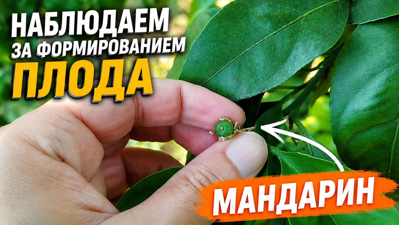 Как выглядит будущий плод цитруса