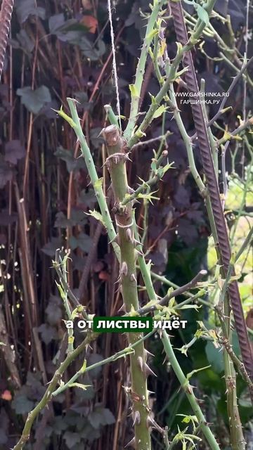 Зачем снимать листву с розы.
