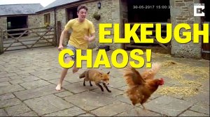 CCTV Shows Chase Between Teenager, Fox And Chicken, benny hill music theme