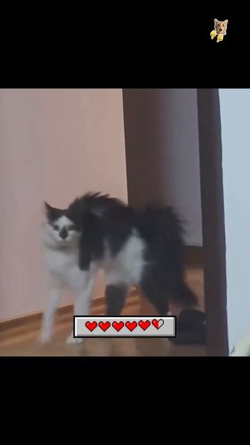 Кошка, ты потанцуй со мной немножко!😻Веселые котики. Коты хулиганы! #кот #хулига #трюк #смех #short