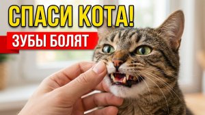 Как спасти зубы кота？ Уход, чистка и всё об удалении зубов