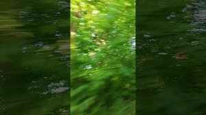 катаемся на квадрике по бездорожью часть1
