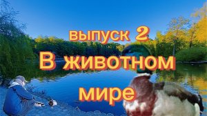 В животном мире. С Ильёй П. ( Выпуск 2 )