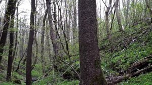 Матрица ГАРЯЕВА. Исцеление позвоночника. Восстановление.  Видео с канала: Tirtha_Relax на YouTube