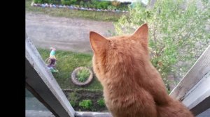 Кот на окне