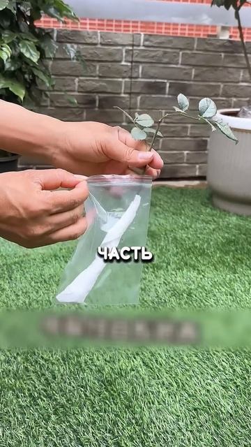 КАК КИТАЙЦЫ РАЗВОДЯТ РОЗЫ ГЛАВНАЯ ХИТРОСТЬ дача сад огород