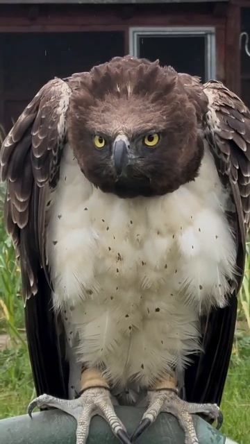 Орел под дождем_ величие и стойкость гордой птицы 🦅💦