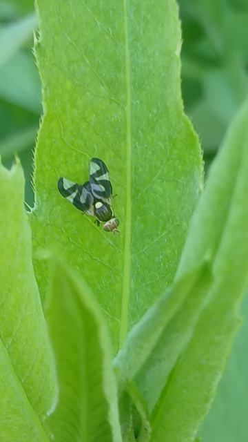 муха-пестрокрылка (Urophora cardui)-семейство Tephritidae из подотряда короткоусых (Brachycer) смотреть онлайн