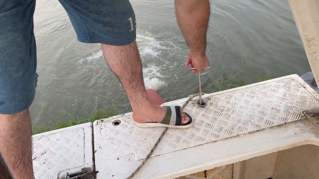 Привоз африканского сома на малый водоем