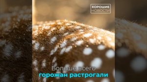В Челябинском зоопарке выбирают имя для звёздного оленёнка