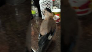 VID_20260602_205326