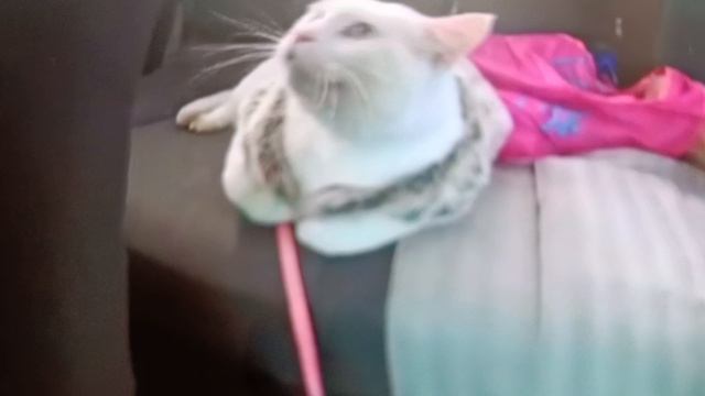 1000032022.mp4 смотреть онлайн