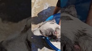 Снежка, Степашку и других собачек искупали в креолине