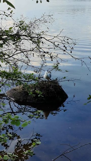 Чайка 😊 смотреть онлайн