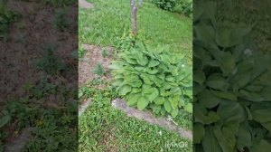 Июнь , лето, цветы , природа, дождь и прекрасная мелодия.mp4