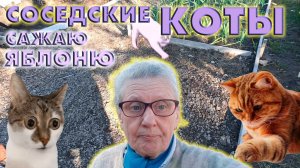 Сажаю яблоню. Опять соседские коты!