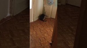 Угощение кошкам 😛