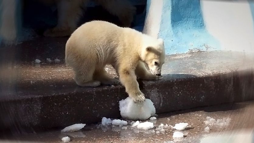 Медвежонок Умка поиграл с льдинками, сбрасывая их в воду, а потом и сам решил искупаться.