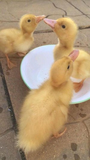 Нашли утёнка 🐤 1ч