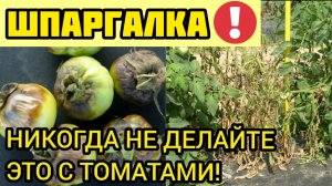 ТОМАТЫ НЕ ПРОСТЯТ ЭТИ 8 ОШИБОК!