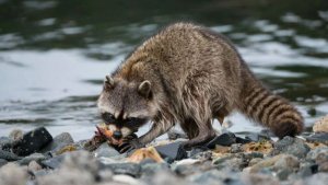 👤КТО ЗДЕСЬ ГЛАВНЫЙ ИНЖЕНЕР? 🦝 БАНДИТ-ПОЛОСКУН ПРОТИВ 🛠️СТРОИТЕЛЯ БОБРА