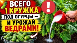 Никто не верит пока не попробует! Одна смесь и урожай огурцов х3. БЕСПЛАТНО И БЕЗ ХИМИИ