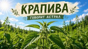 КРАПИВА. ГОВОРИТ АСТРАЛ