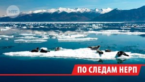Долгое таяние льда на Байкале положительно сказалось на нерпах