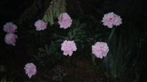 Новости наши 11-06-2026