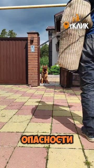 Собачка у замка двери. 🔓