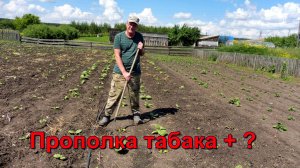 После дождей - это очень важно - прополка и рыхление.