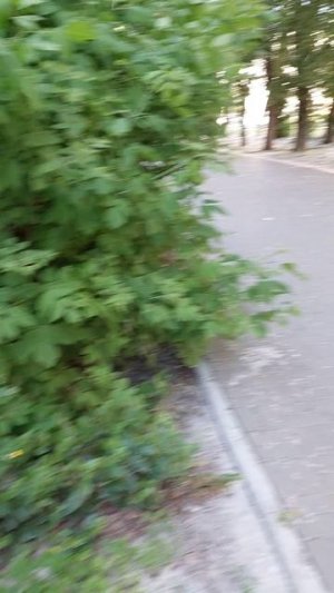 Топалинный пух, жара, июнь...