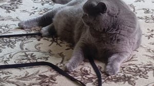 Играю Со своими котиками ШКЕТ И МАКСИМКА 🐱 😍😻😻😻😻😻😻😻