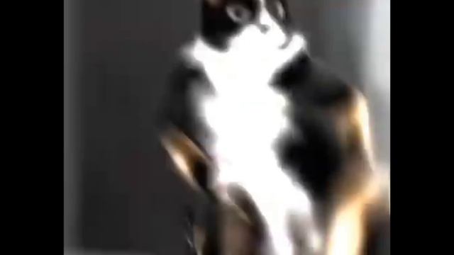 Эдит куки