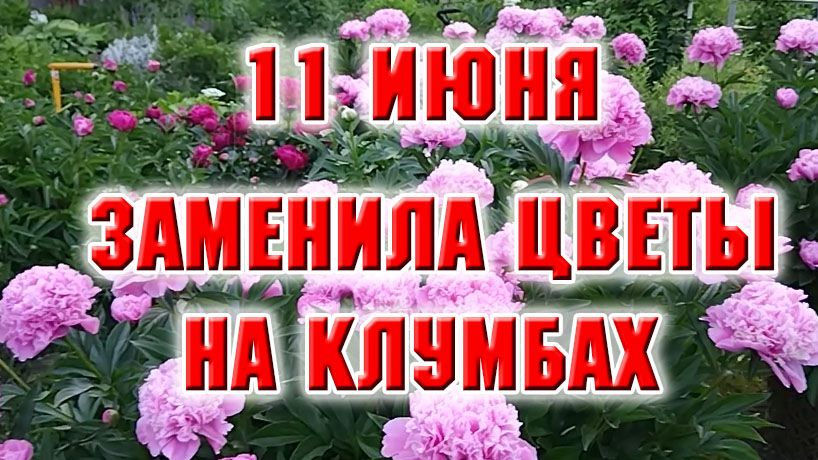 11 июня. Заменила цветы в цветниках