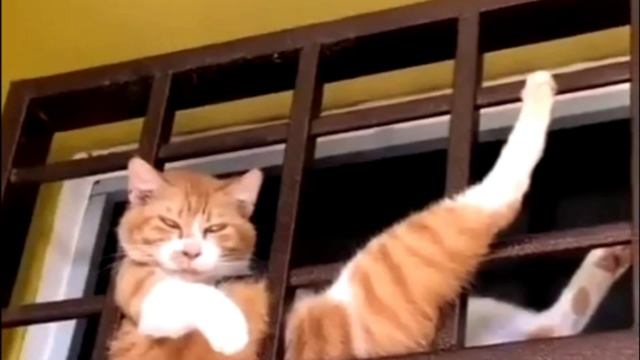Заставка для видео Важный рыжий кот № 591