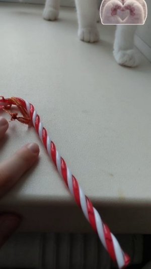 Мой любимый кот