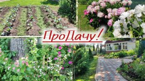 Утро на даче🌹🍓, красота!