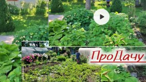 Косим, собираем клубнику, красота! ПроДачу!
