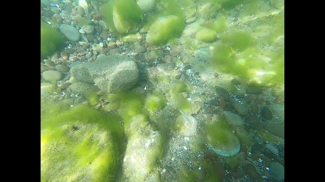 Судак. Крым. Подводная съёмка в Чёрном море  медузы